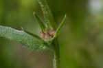 Corn gromwell